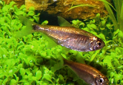Hemigrammus Rodwayi L
