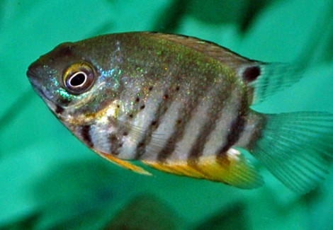 Heros Efasciatus Rotkeil S