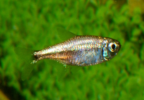 Hyphessobrycon Eos M