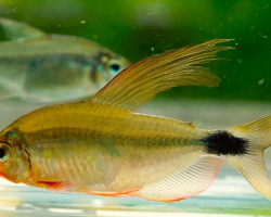 Hyphessobrycon Procyon L