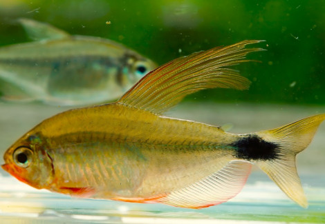 Hyphessobrycon Procyon L