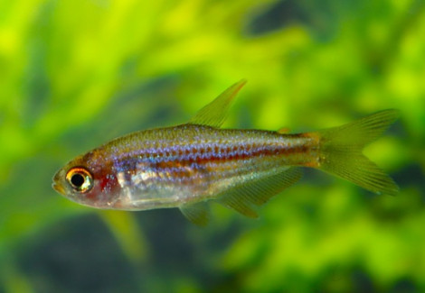 Inpaichthys Parauapiranga M