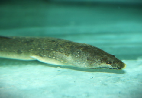 Lamnostoma Kampeni M