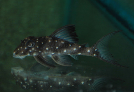 Hypancistrus Inspector L201 Xxl