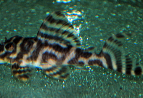 L400 Hypancistrus Sp. S/M