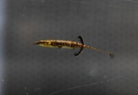 Indostomus Paradoxus M