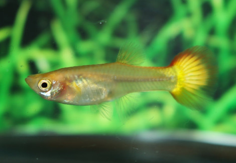 Guppy Luminous Gold Female M