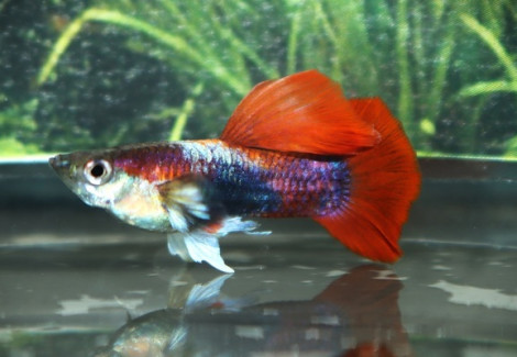 Guppy Rosetail M
