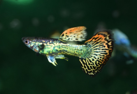 Guppy  Dumbo Ear Mosaic Maschio M