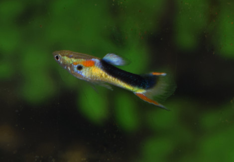 Guppy  Wingei Half Tuxedo Yellow (Maschi E Femmine) M