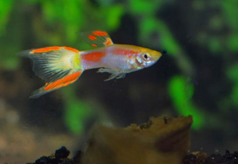 Guppy  Wingei Yellow Laser Tail (Maschi E Femmine) M