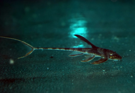 Lamontichthys Llanero M