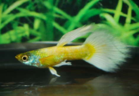 Guppy Luminious Gold Male S/M