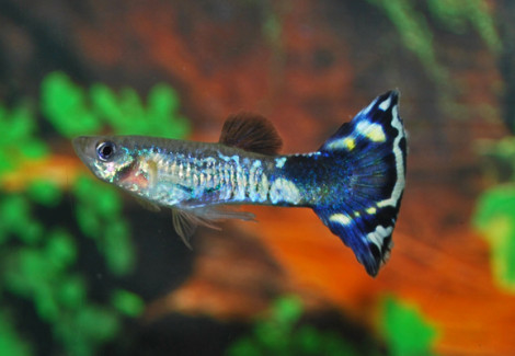 Guppy Blue Flower M