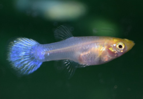 Guppy Snow White Femmina M