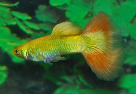 Guppy Singa Dragon M