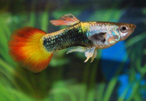 Guppy Neon Sunset M