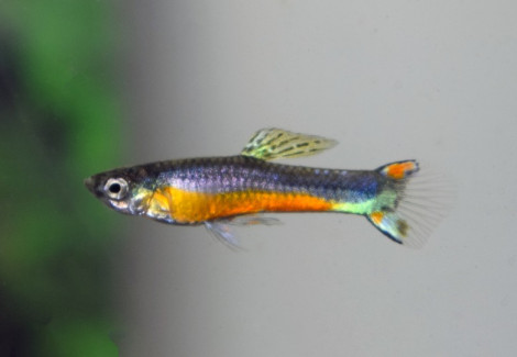 Guppy  Wingei Santa Maria (Maschi E Femmine) M