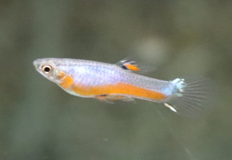 Poec. Wingei Cardinalis   M