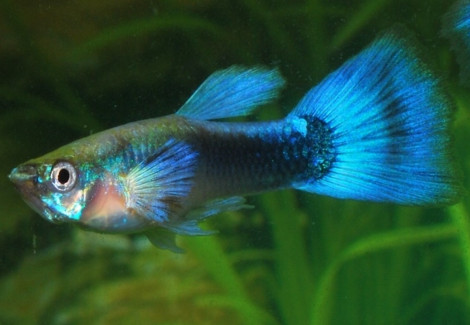 Guppy Tuxedo Blue Maschio M/L