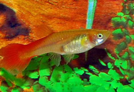 Guppy Flamingo Red Femmina L