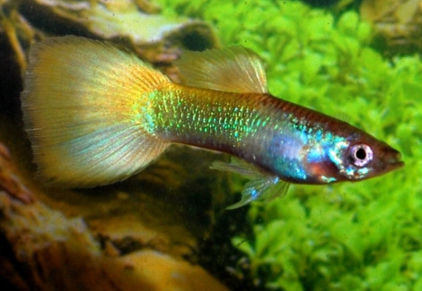 Guppy Neon Yellow Maschio M