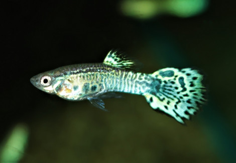 Guppy King Cobra Green (Maschi E Femmine) M