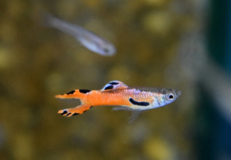Guppy  Wingei Red Scarlet (Maschi E Femmine) M