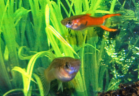 Guppy Blue M