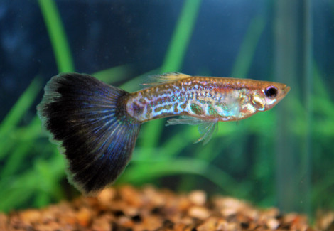 Guppy Snakeskin Purple M