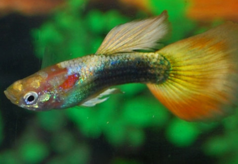 Guppy Neon Gold Maschio S/M