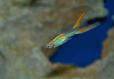 Guppy Doublesword Yellow Maschio M