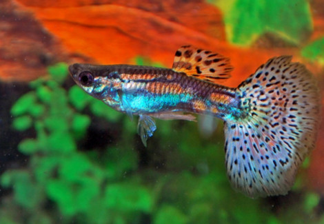 Guppy Green Variegated M
