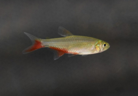 Aphyocharax Rathbuni L