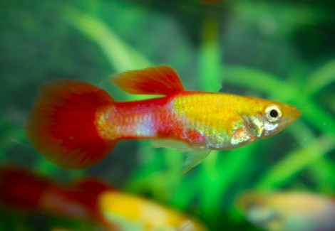 Guppy Goldhead Red Male S/M