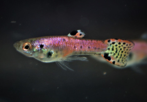 Guppy Endler Tiger Neon Red   M