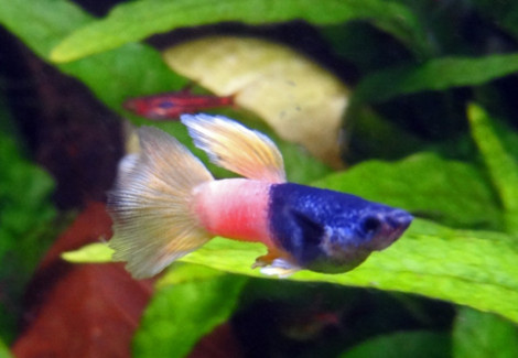 Guppy Pingu Maschio M