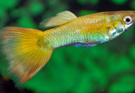 Guppy Yellow Platinum M