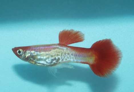 Guppy Neon Cobra Red Tail Maschio M