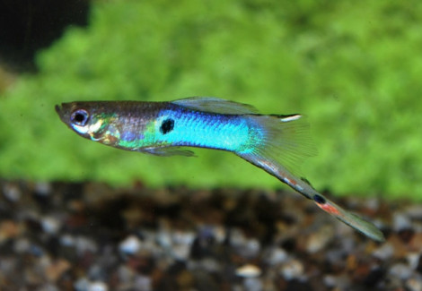 Guppy  Wingei Japan Blue (Maschi E Femmine) M