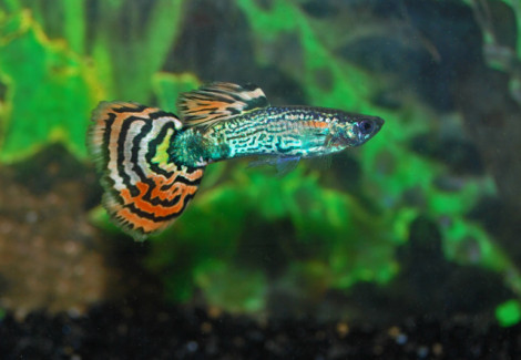 Guppy Snakeskin Mosaic Maschio M/L