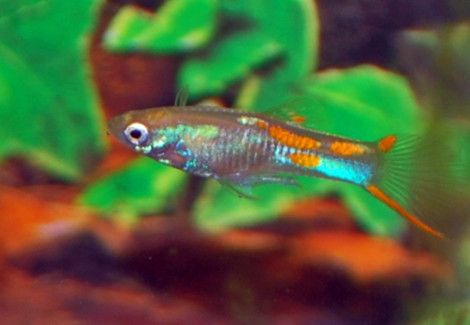 Guppy Endler Magenta Blond