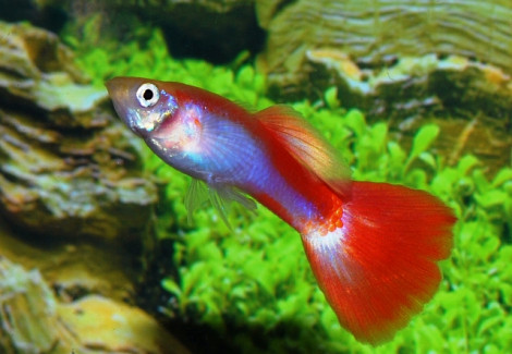 Guppy  Neon Flamingo Red Maschio M