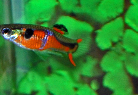 Guppy  Wingei Red Chest (Maschi E Femmine) M