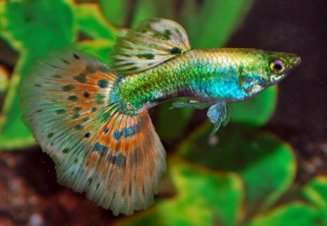 Guppy Platinum Mosaic Tail M