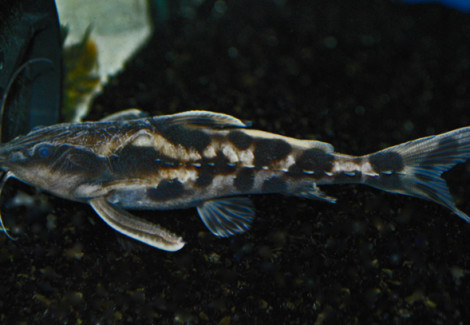 Megalodoras Uranoscopus  M