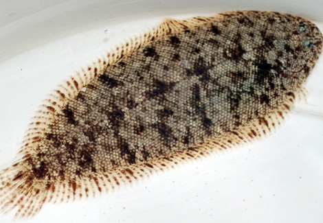 Leptachirus Klunzingeri L