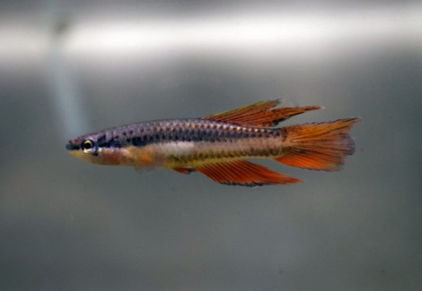 Aphyosemion Bivittatum L