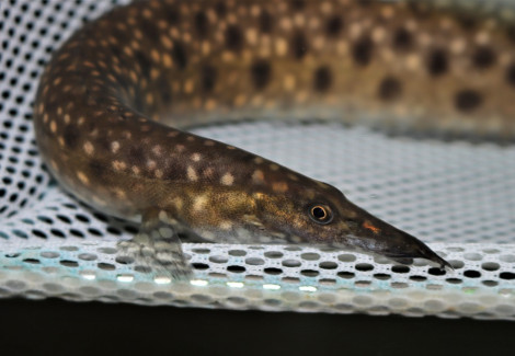 Mastacembelus Alboguttatus M