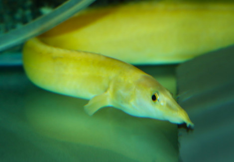 Mastacembelus Cf. Unicolor Xanthic L